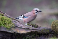 alblasserwaard001