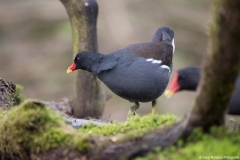 alblasserwaard003
