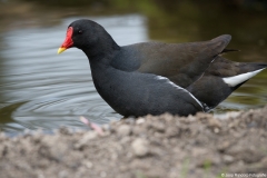 alblasserwaard013
