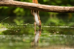 fotohut-drunen013
