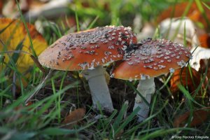 Herfst