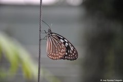 dsc_0054_klein