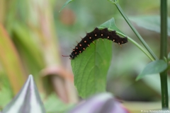 vlindertuin003