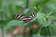vlindertuin004