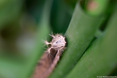 vlindertuin005