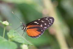 vlindertuin006