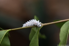 vlindertuin007