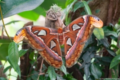 vlindertuin008