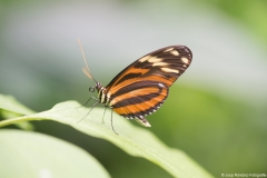 vlindertuin011