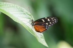 vlindertuin013