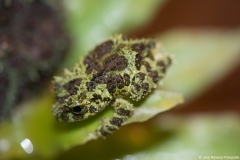 vlindertuin014